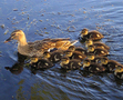 家族で楽しむ