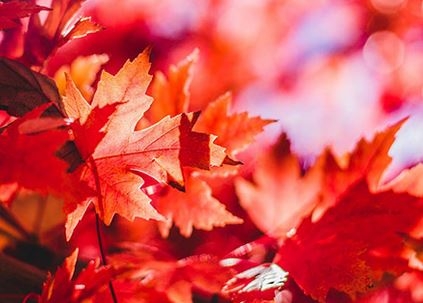 紅葉